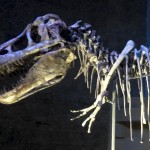 Tarbosaurus Baatar