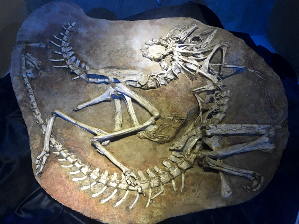 Ornithomimidae fossil