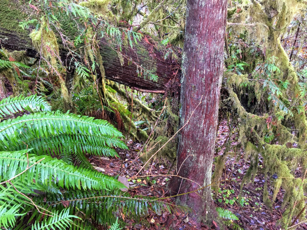 The fallen tree leaning against the healthy cedar
