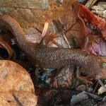 Salamander at Woodland Trail