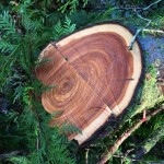 The fallen cedar at River Song