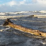 A log that washed ashore, Surfside Beach
