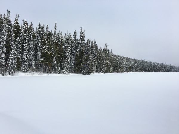 Snowy trees line Leech Lake