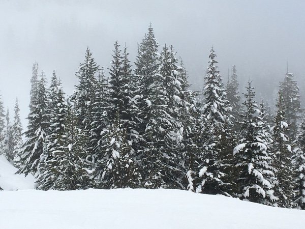 Snowy trees along Leech Lake