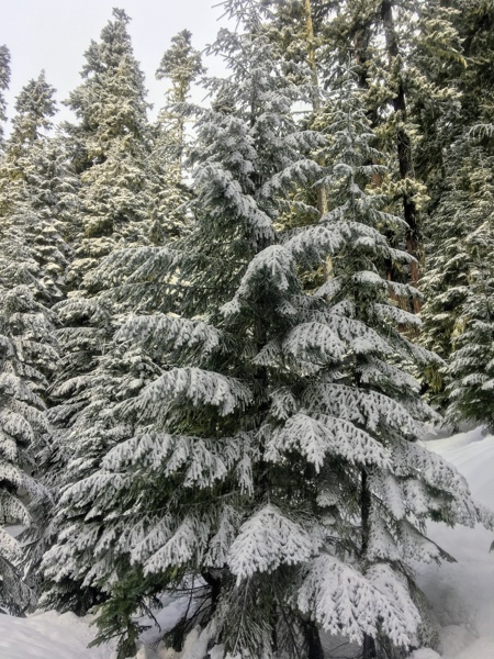 Beautiful snow-covered trees