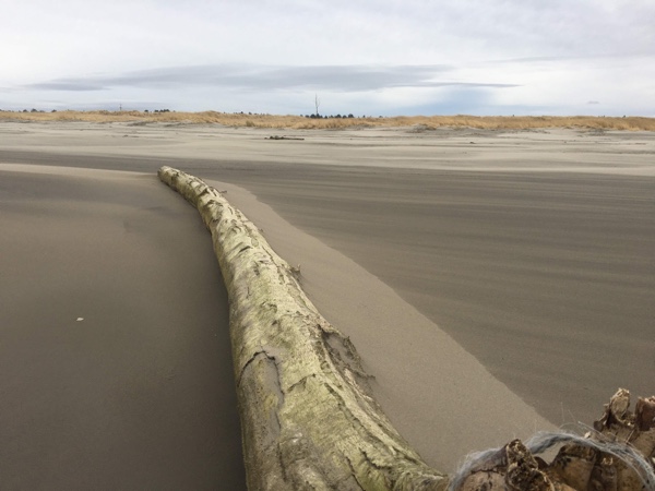 Sand built up around a log on the beach