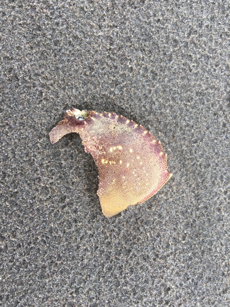 A broken crab shell
