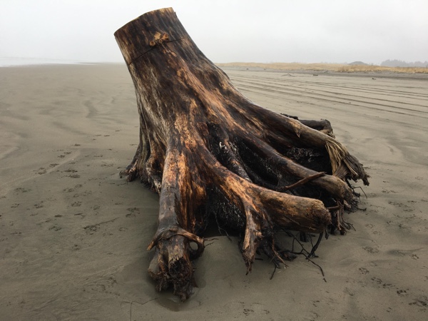 Stump on the beach at Ocean Park