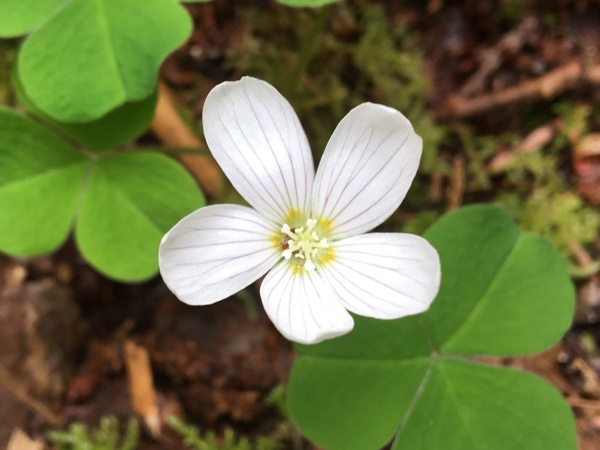 Little white flower