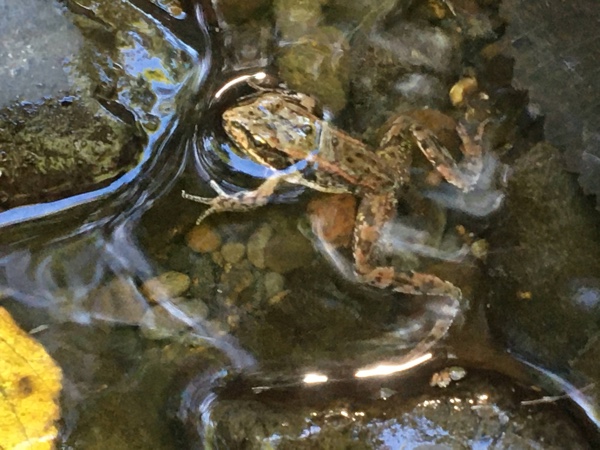 Frog swims in the river below my cabin